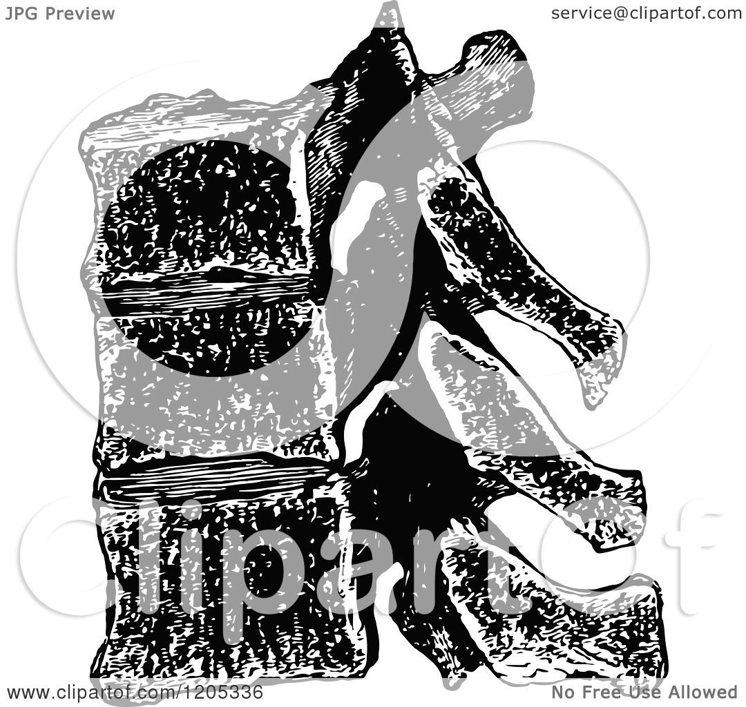 1080x1024 Clipart Of Vintage Black And White Vertebrae