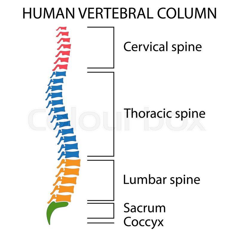 800x800 Diagram Of A Human Spine With Names Of Stock Vector Colourbox