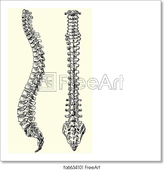 561x581 Free Art Print Of Human Spine Vector Illustration Black And White