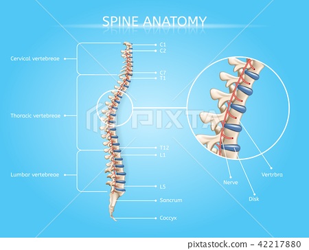 450x364 Human Spine Anatomy Vector Medical Infographic