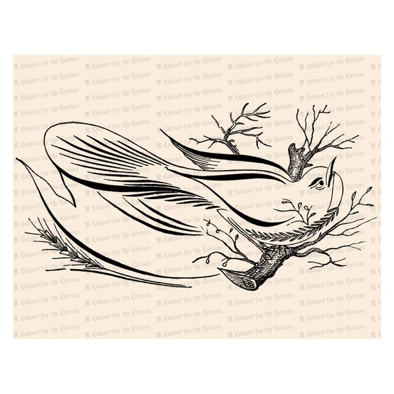 570x570 Bird On Branch With Blank Banner Vector Clip Art Victorian Etsy