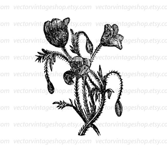 570x531 Poppy Flower Vector Clipart Instant Download Botany Wedding Etsy