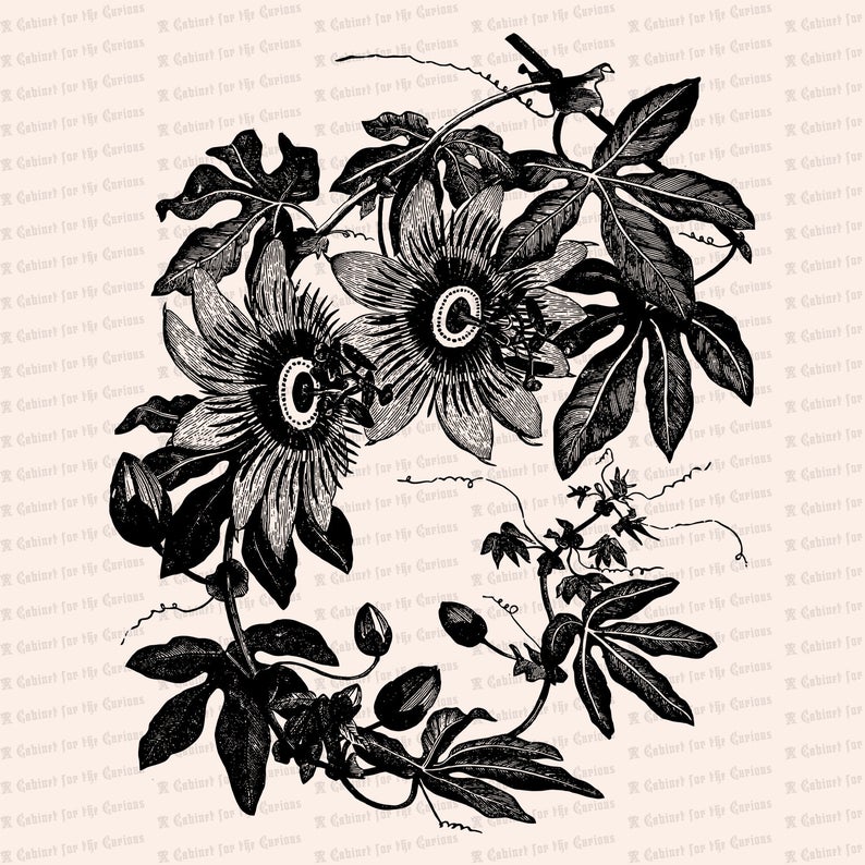 794x794 Victorian Passion Flower Vine Vector Clip Art Vintage Etsy