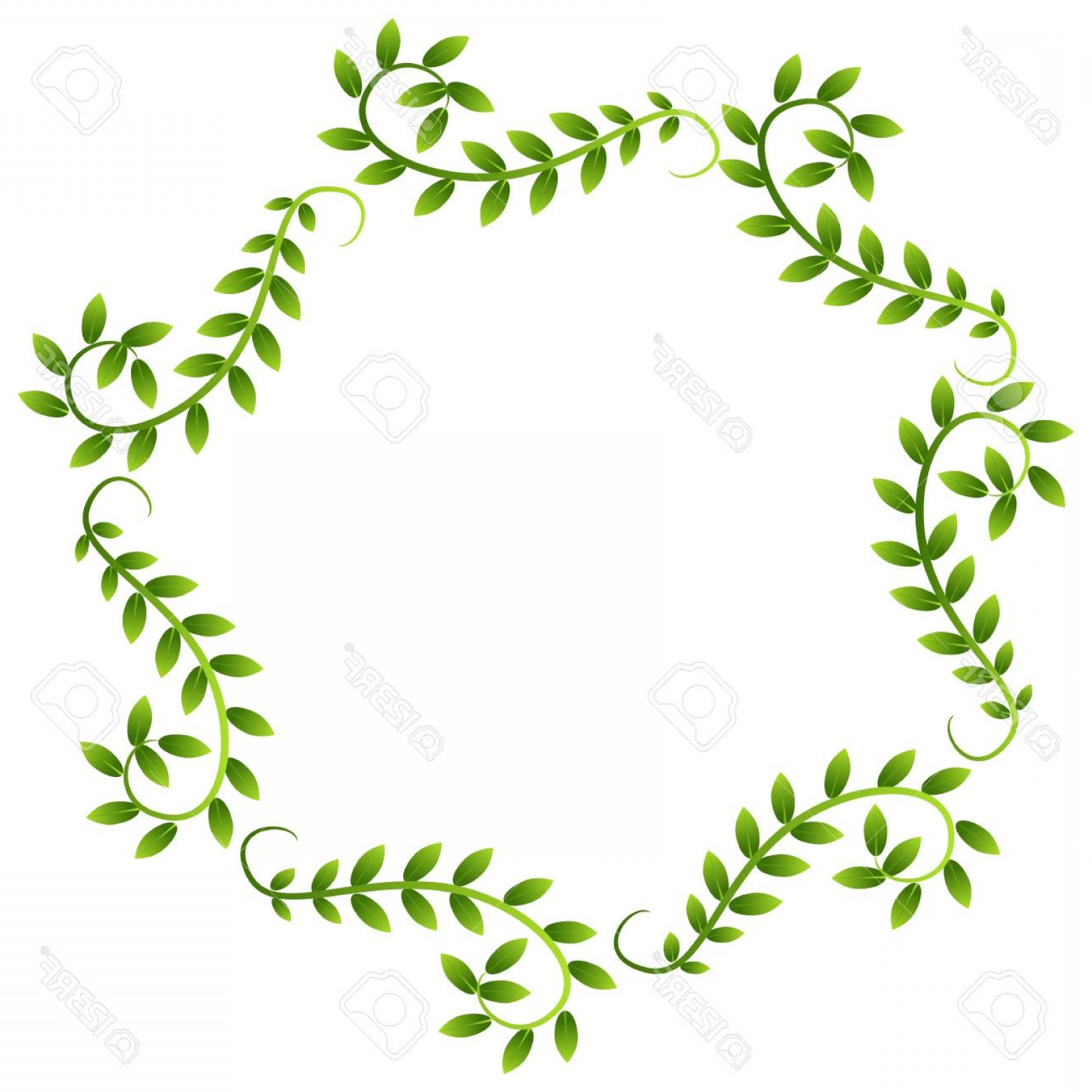 1560x1560 Vine Border Vector Catamart