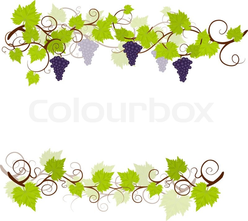 800x713 Garden Grape Vines Frame Vector Stock Vector Colourbox