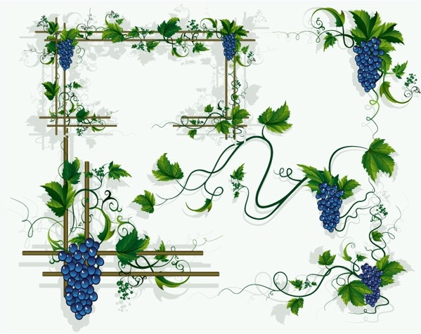 Grapes Vines Grape Leaf Border Vector Free Vector In Encapsulated 599x476 Grapes Vines Grape Leaf Border Vector Free Vector In Encapsulated