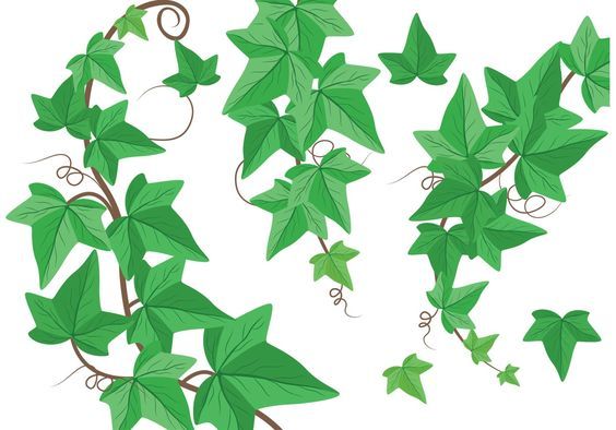 Ivy Vine Clip Art Ivy Vine Vectors 564x394 Ivy Vine Clip Art Ivy Vine Vectors