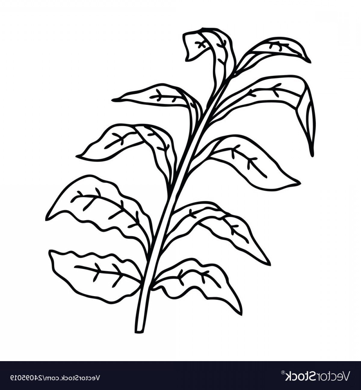 Vine Of Leaves Vector Art Catchsplace 1200x1296 Vine Of Leaves Vector Art Catchsplace