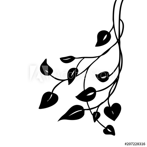 Ivy Or Vine Leaves Vector In A Pretty Decorative Design Element 500x500 Ivy Or Vine Leaves Vector In A Pretty Decorative Design Element