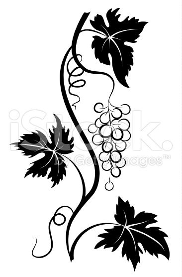 Decorative Stylized Pen And Ink Style Grapevine With Grape Bunch 366x556 Decorative Stylized Pen And Ink Style Grapevine With Grape Bunch