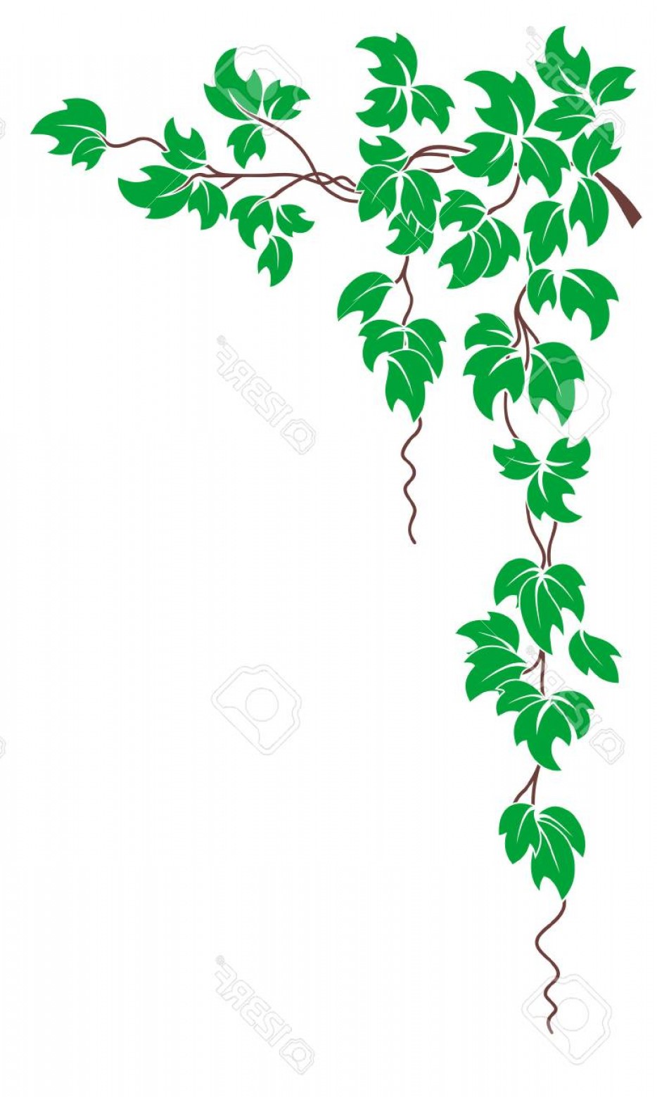 934x1560 Photostock Vector Vector Floral Pattern A Branch Of The Vine