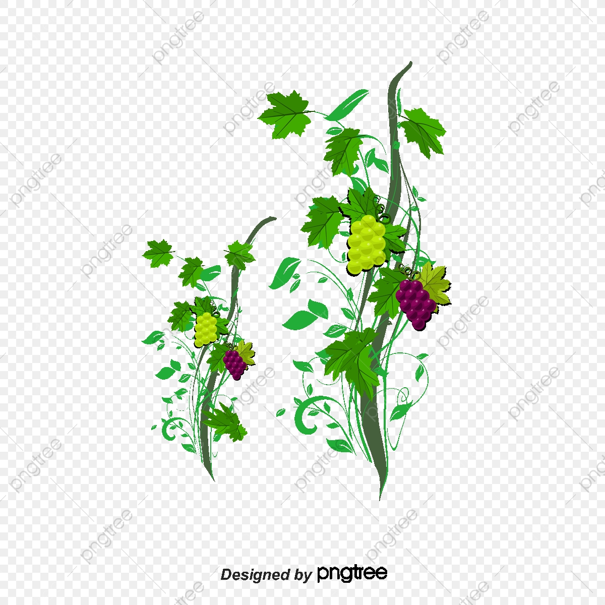 1200x1200 Png Grape Vine Vector Material, Grape Vector, Vine Vector, Vine