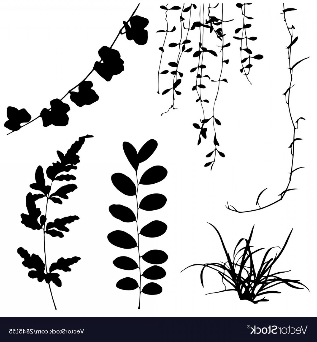 1200x1296 Silhouettes Of Leaf And Vine Plant Vector Soidergi