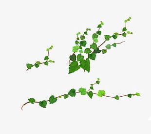 310x277 Vine Vector Png Images, Vine Vector Clipart Free Download