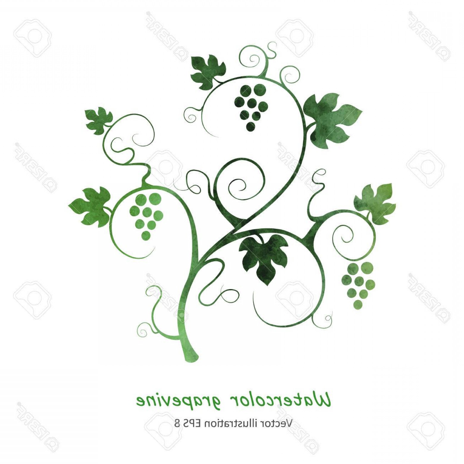 1560x1560 Photostock Vector Watercolor Style Green Grape Vine Soidergi