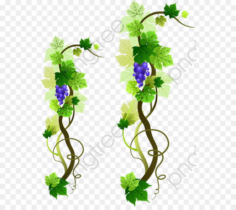 900x800 Grape Vine Vector Png Common Grape Vine Wine Clipart Download