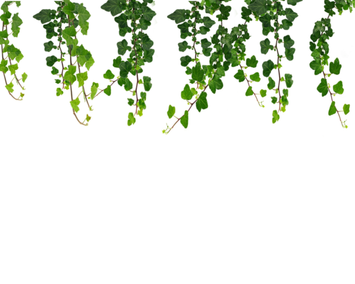 700x560 Hanging Vines Png