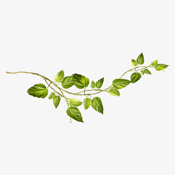 600x600 Vine And Branches Png Transparent Vine And Branches Images