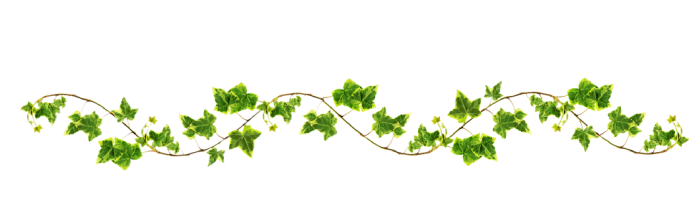700x215 Vine With Maple Like Leaves Drawing Google Zoeken Vines Png Vector