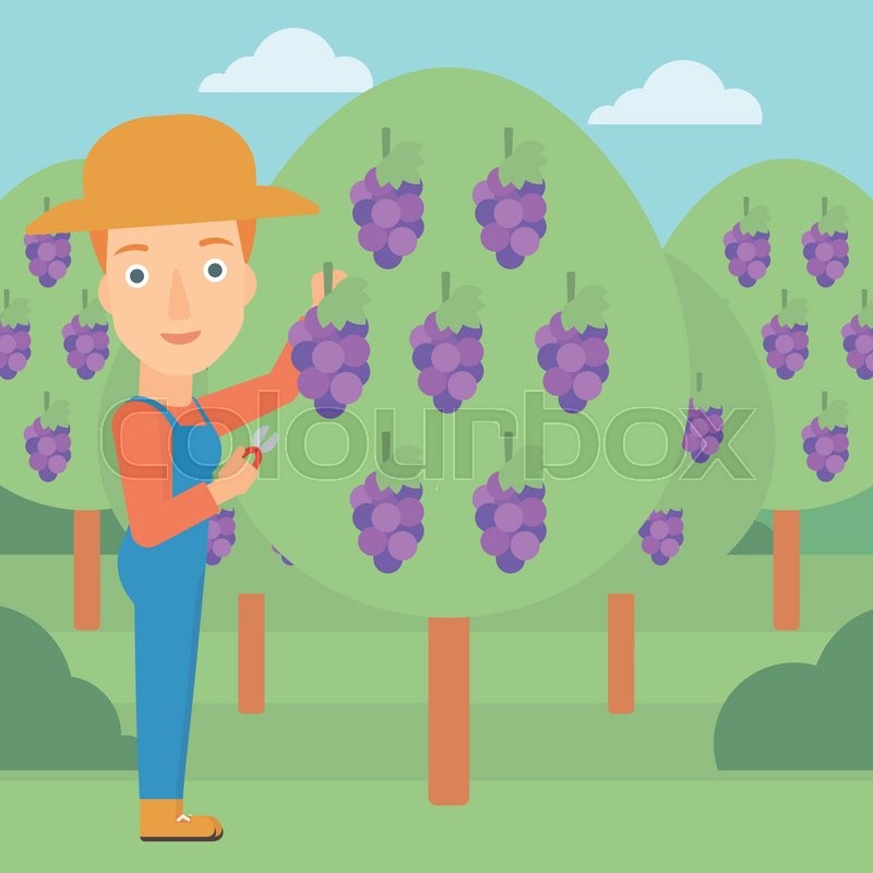 Vineyard Vector