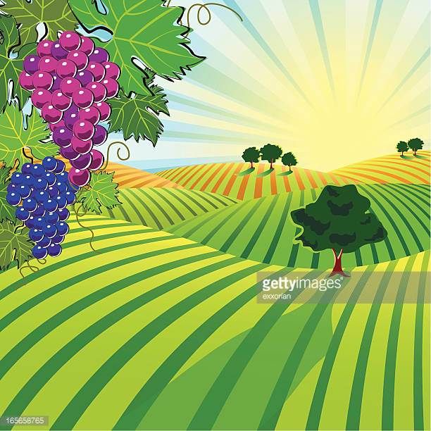 612x612 Image Result For Vineyard Vector Wine Valley Vineyard, Wine