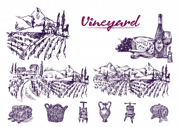 626x442 Old Vineyard Vectors, Photos And Free Download