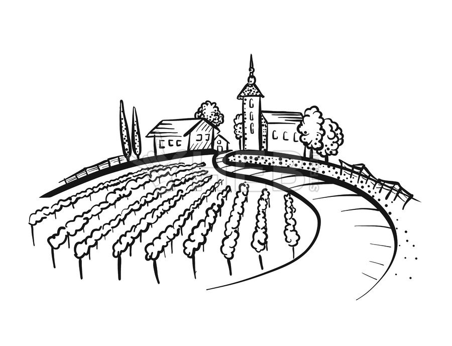900x689 Vineyard Drawing With Path And Houses On Hill Ink Lovely