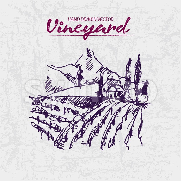 620x620 Digital Color Vector Detailed Line Art Purple Vineyard Vector