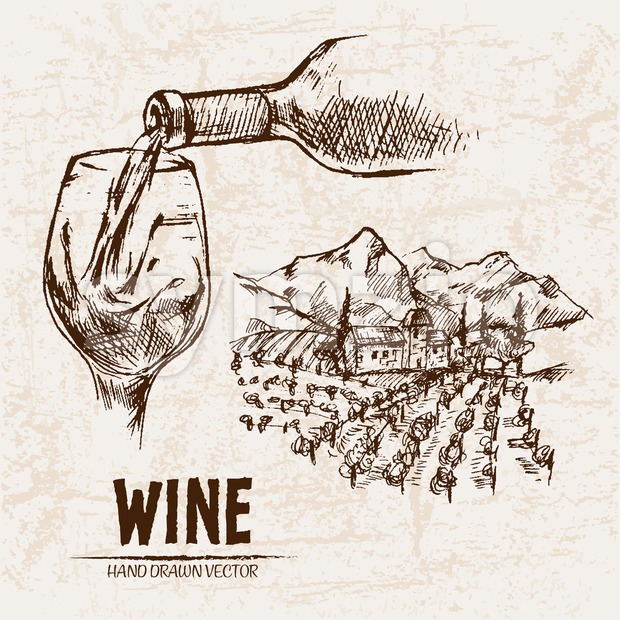 620x620 Digital Vector Detailed Line Art Pouring Wine And Vineyard Vector