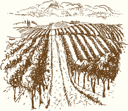 425x368 Vineyard Vector Free Vector Download