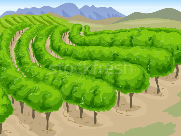 600x450 Vineyard Vector Illustration Lenm