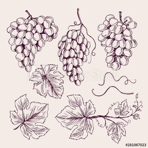 500x500 Grape Hand Drawn Vine Leaves And Branch Tendrils Vintage Vineyard