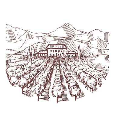 380x400 Hand Drawn Of A Vineyard Vector