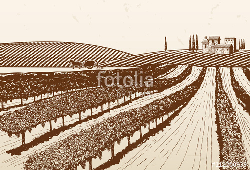 500x340 Hand Drawn Vineyard, Vector Stock Image And Royalty Free Vector
