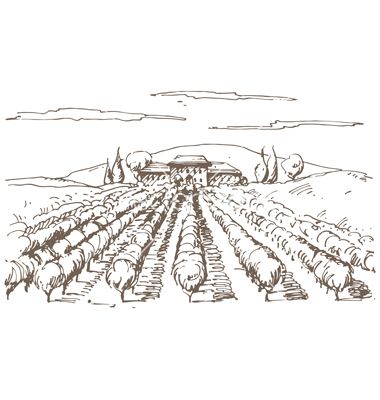 380x400 Hand Drawn Vineyard Vector