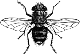 260x179 Download Vintage Bee Vector Clipart Bee Clip Art