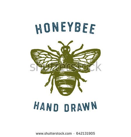 450x470 Honey Bee Hand Drawn Vector Illustration Engraved Antique Style