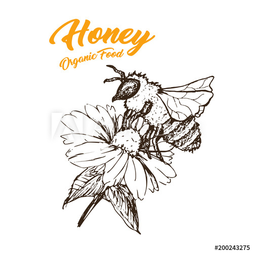 500x500 Honey Sketch Bee, Honey Hand Drawn Superfood Organic Products