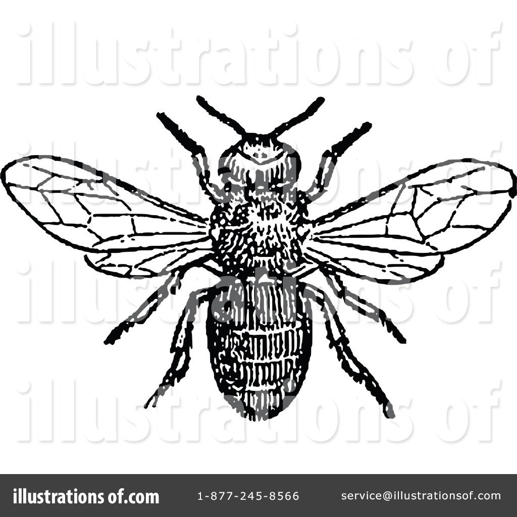 1024x1024 Image Result For Honey Bee Clip Art Vintage Free