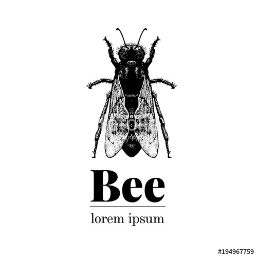 500x500 Vector Hand Drawn Bee Illustration Vintage Style Logo Template