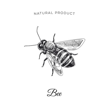 450x450 Vector Hand Drawn Bee Outline Doodle Icon Bee Sketch Illustration