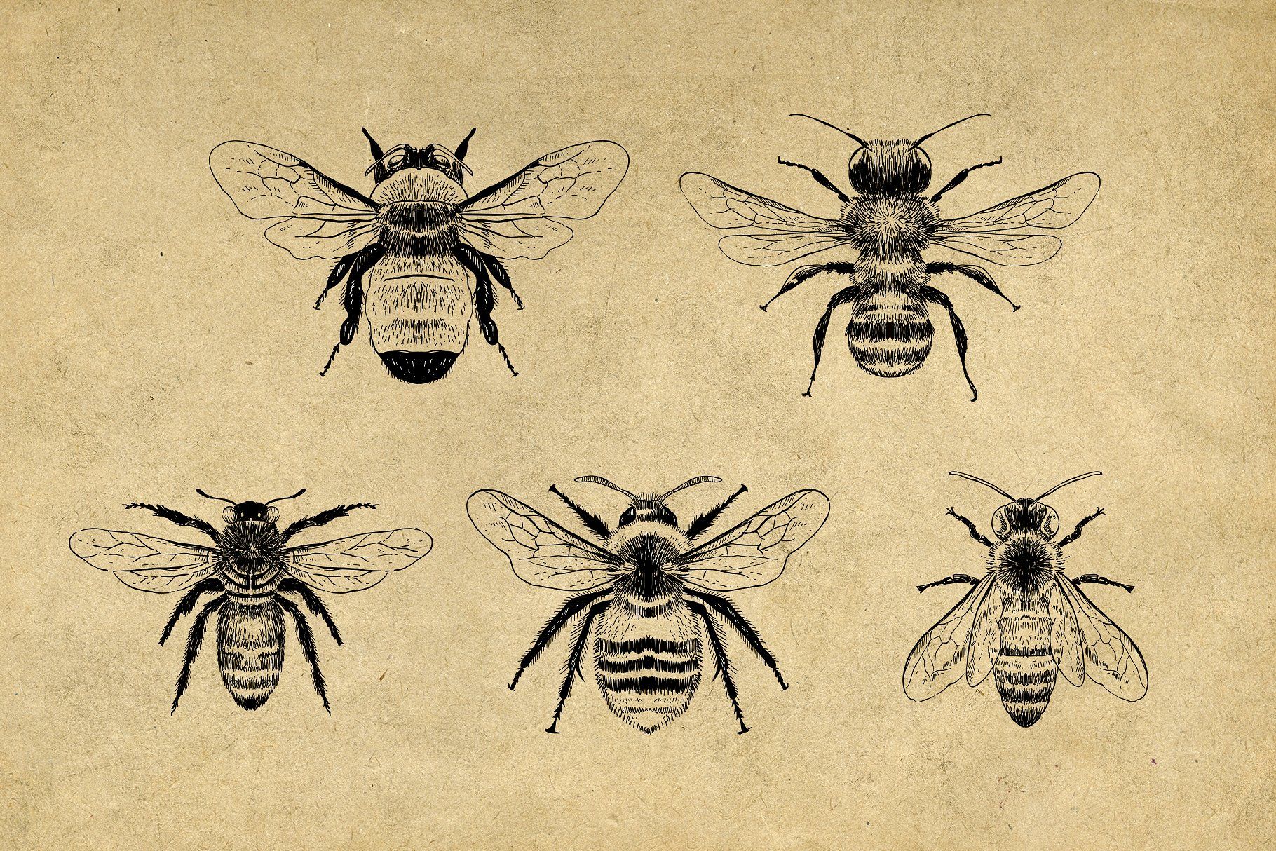 1820x1214 Vintage Bee Butterfly Illustrations