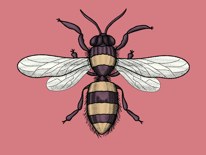 800x600 Vintage Bee