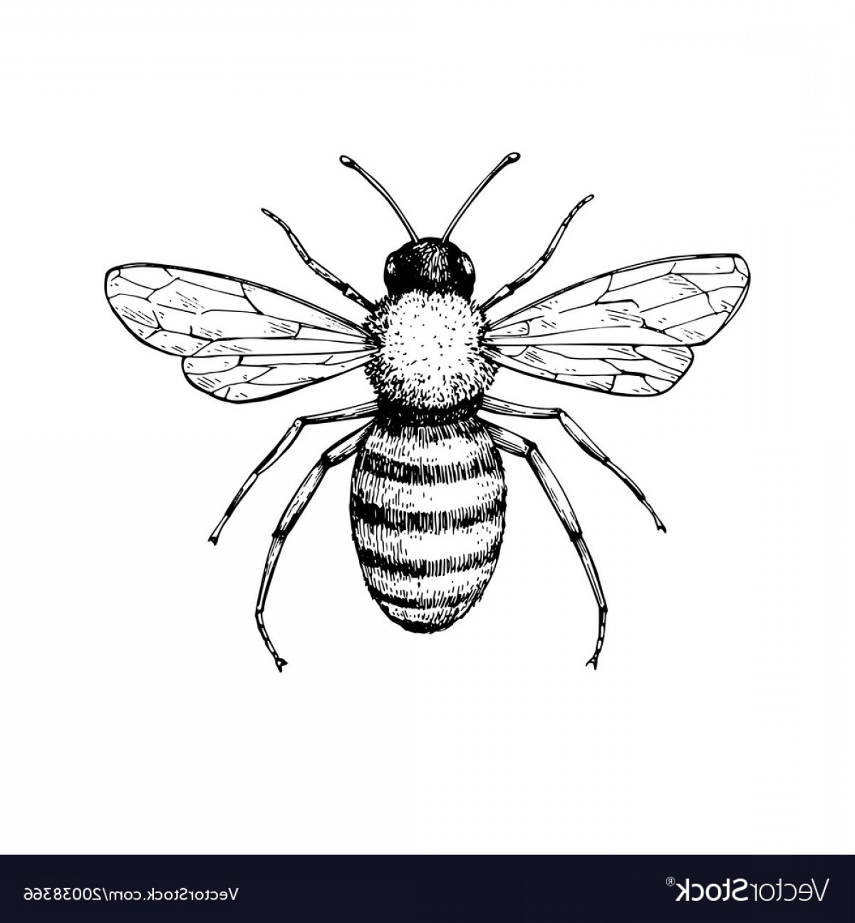 Vintage Bee Vector at Vectorified.com | Collection of Vintage Bee ...