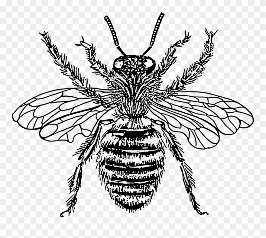 880x788 Bee Queen Vector File, Vector Clip Art
