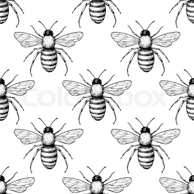 800x800 Bee Vector Seamless Pattern Hand Stock Vector Colourbox