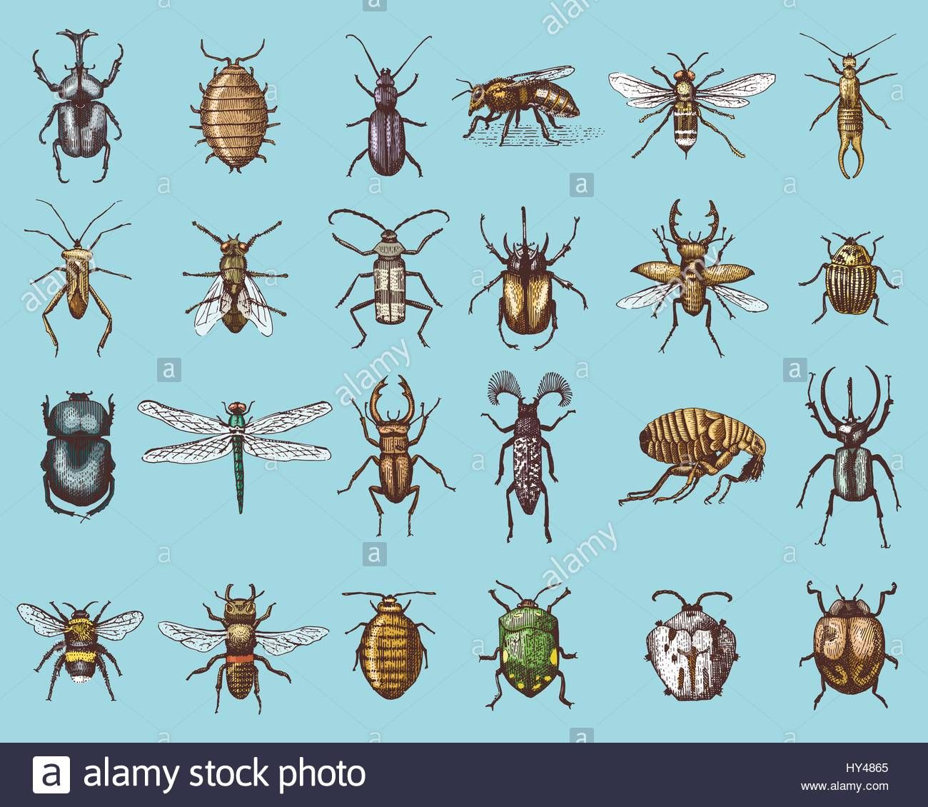1300x1130 Bildergebnis Vintage Bee Vector Honigetiketten Honig