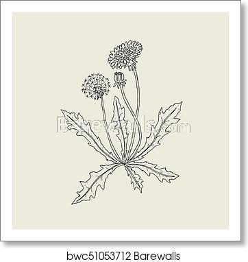 362x382 Elegant Outline Drawing Of Dandelion Plant With Flower, Seed Head