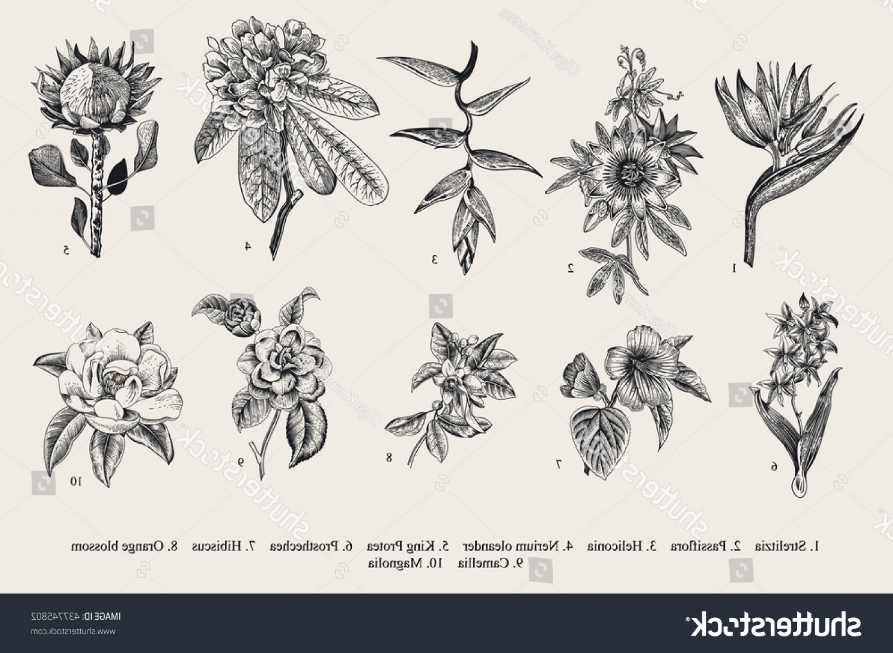 1800x1317 Exotic Flowers Set Botanical Vector Vintage Geekchicpro