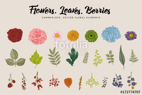 500x333 Flowers, Leaves, Berries Set Botanical Vector Vintage
